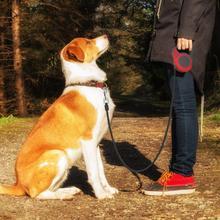 Pet Automatic Telescopic Traction Rope - Companion Care